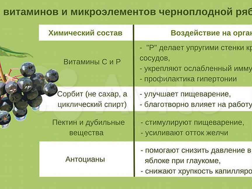 Рябина черноплодная: полезные свойства и противопоказания