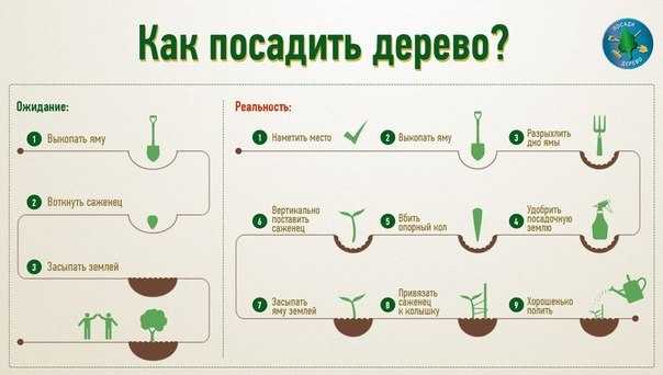 Как вырастить из косточки растение в домашних условиях? топ растений с практическими примерами!