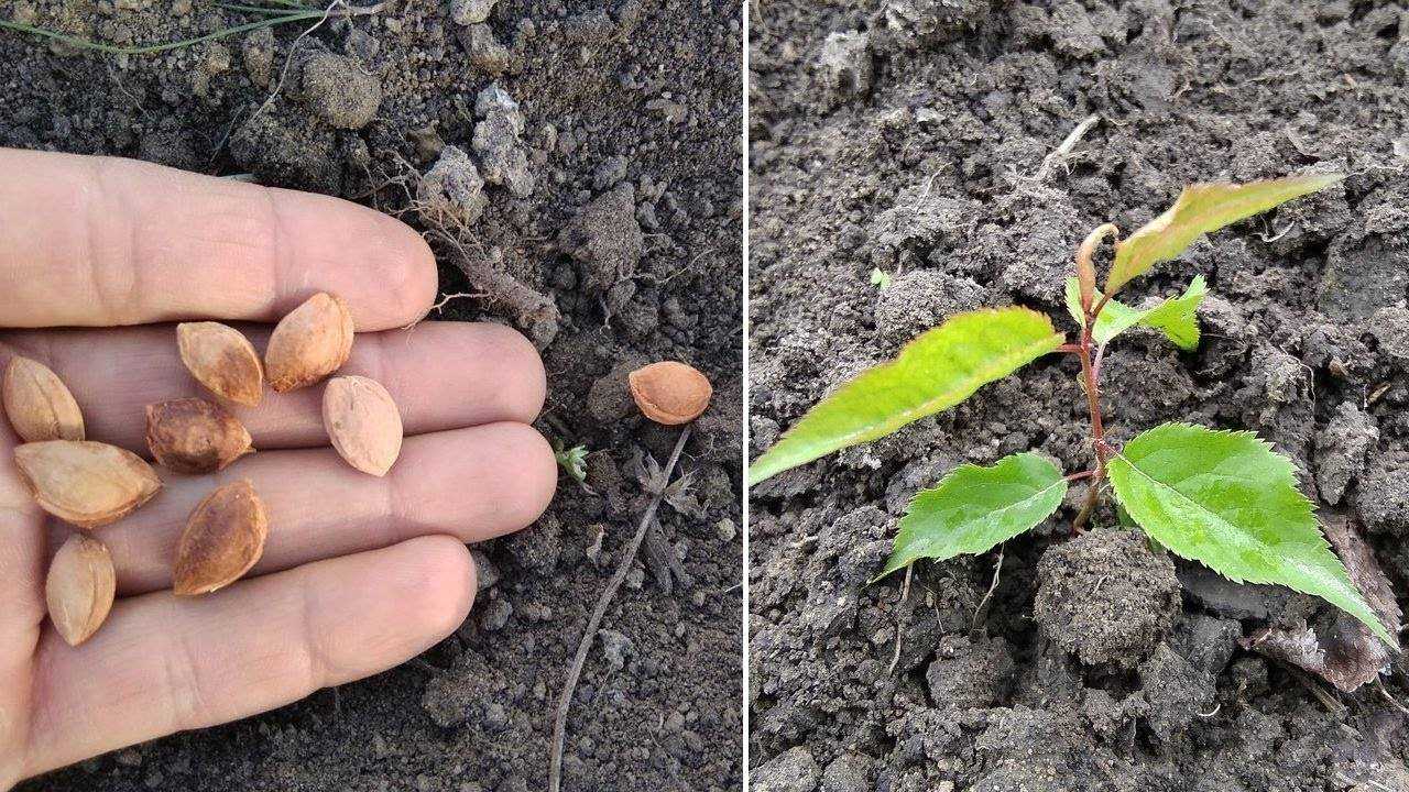 Как вырастить манго из косточки в домашних условиях, чтобы были плоды