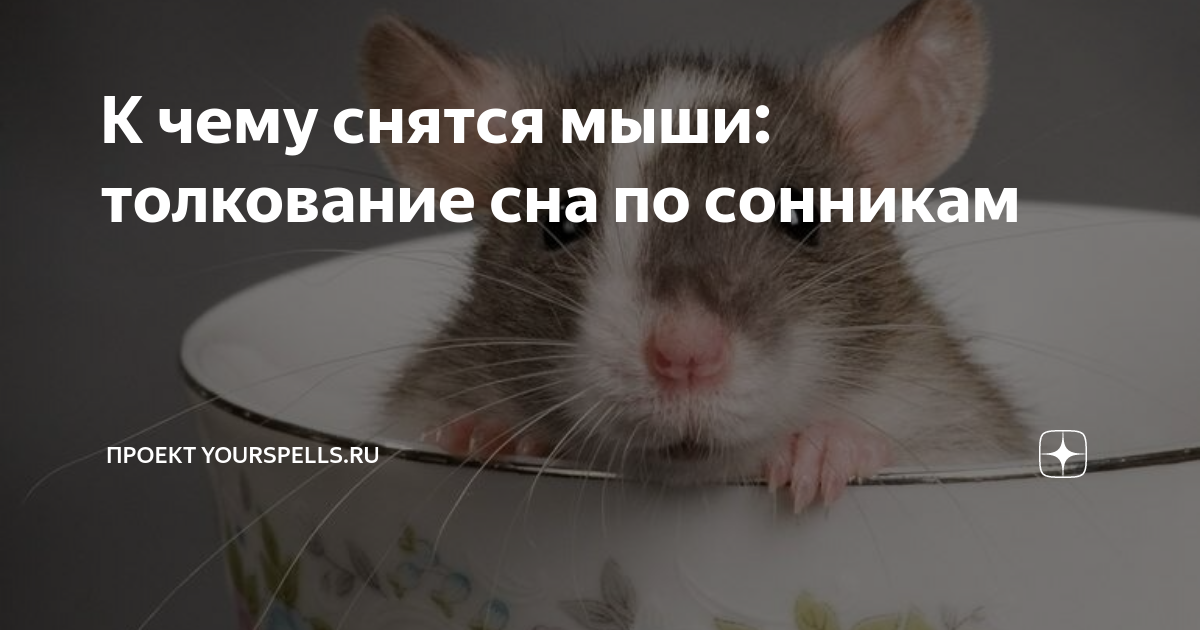 К чему снится крыса во сне?