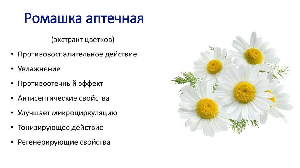 Ромашковый чай: польза и вред, лучшие рецепты