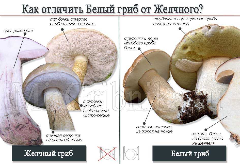 В каком лесу искать грибы. как искать грибы в лесу