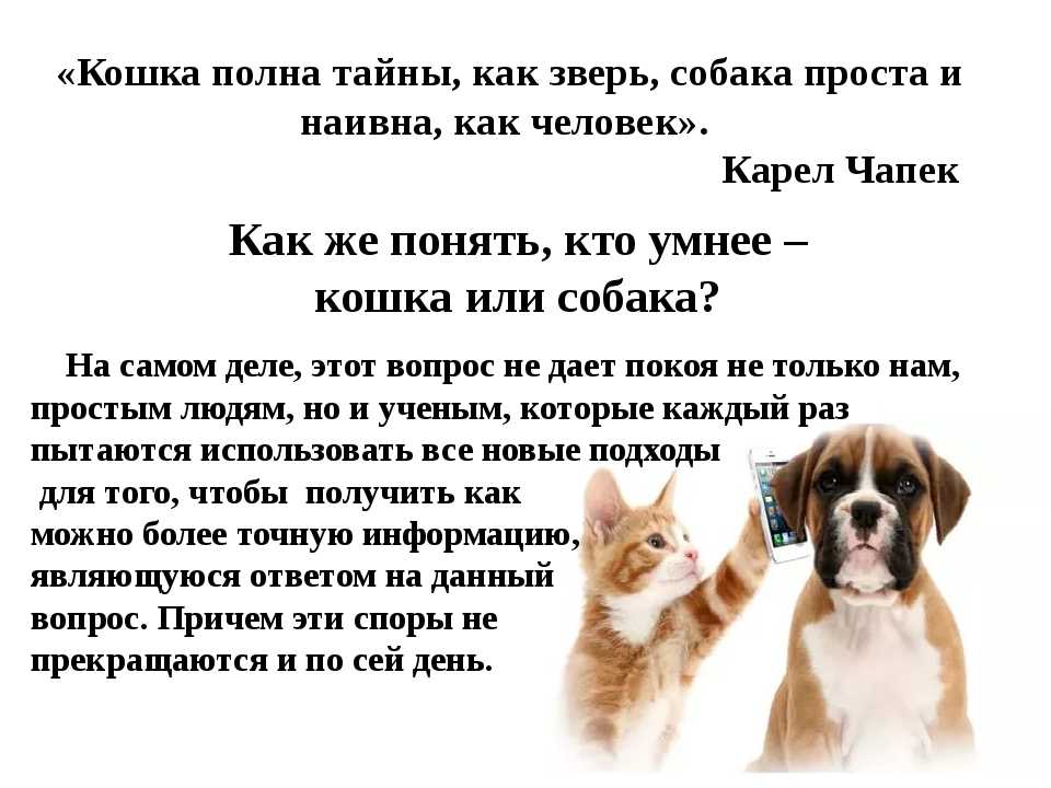 Кого лучше завести кошку или собаку? — обсуждение в группе "разговоры обо всем" | птичка.ру