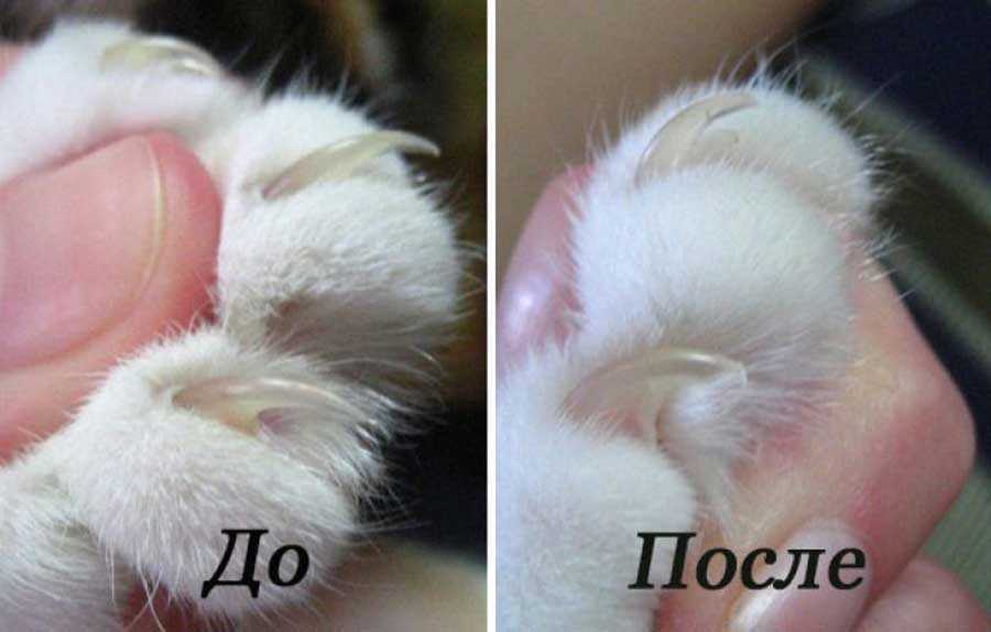 Как подстричь когти кошке - wikihow