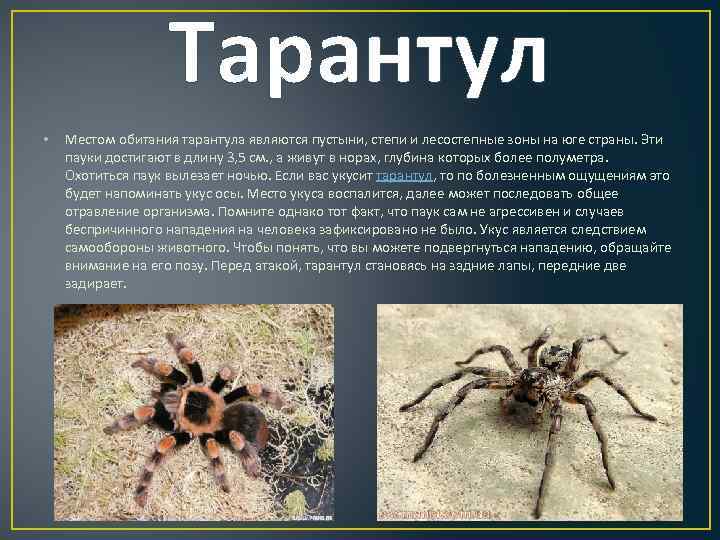 Как нужно содержать тарантула в домашних условиях что едят эти пауки сколько у них глаз и какая итальянская легенда связана с тарантулами