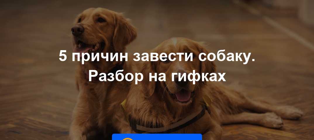 Бонус собака. бонус. тест для хозяина собаки «вы стали собачником, если…»