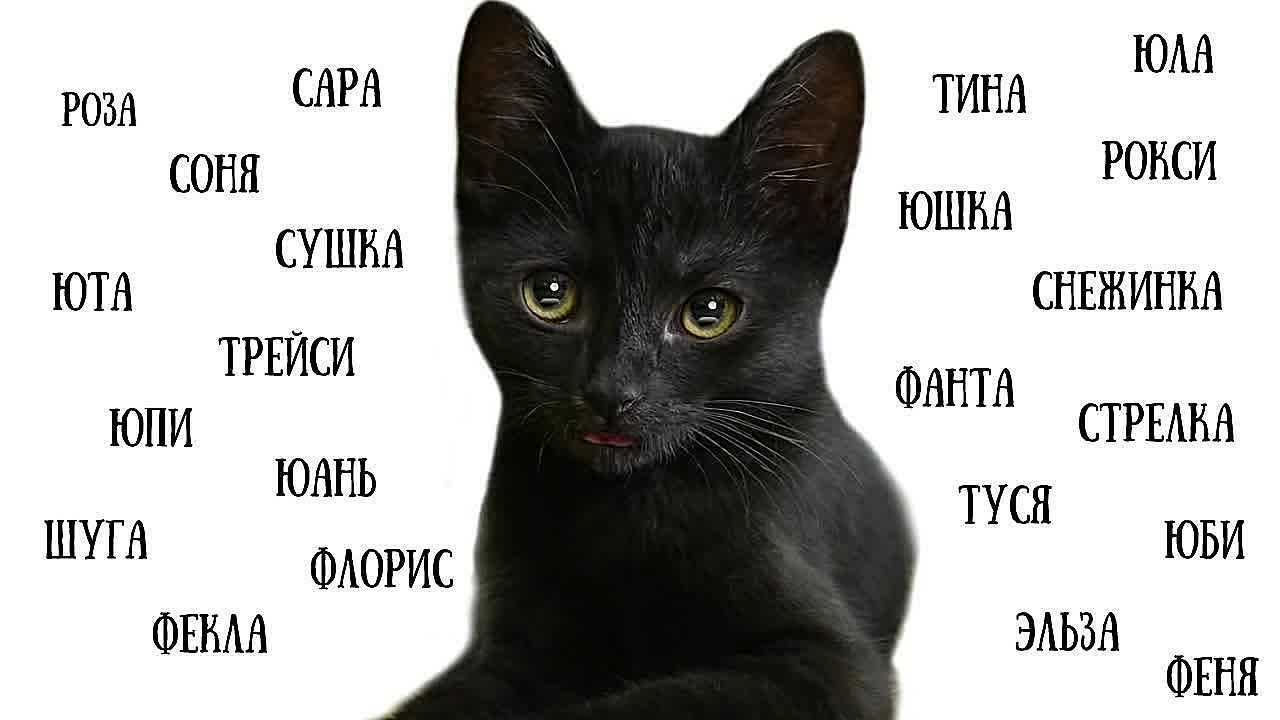 Имена для котов: как назвать кота мальчика: клички для мальчиков. как приучить котенка к имени.