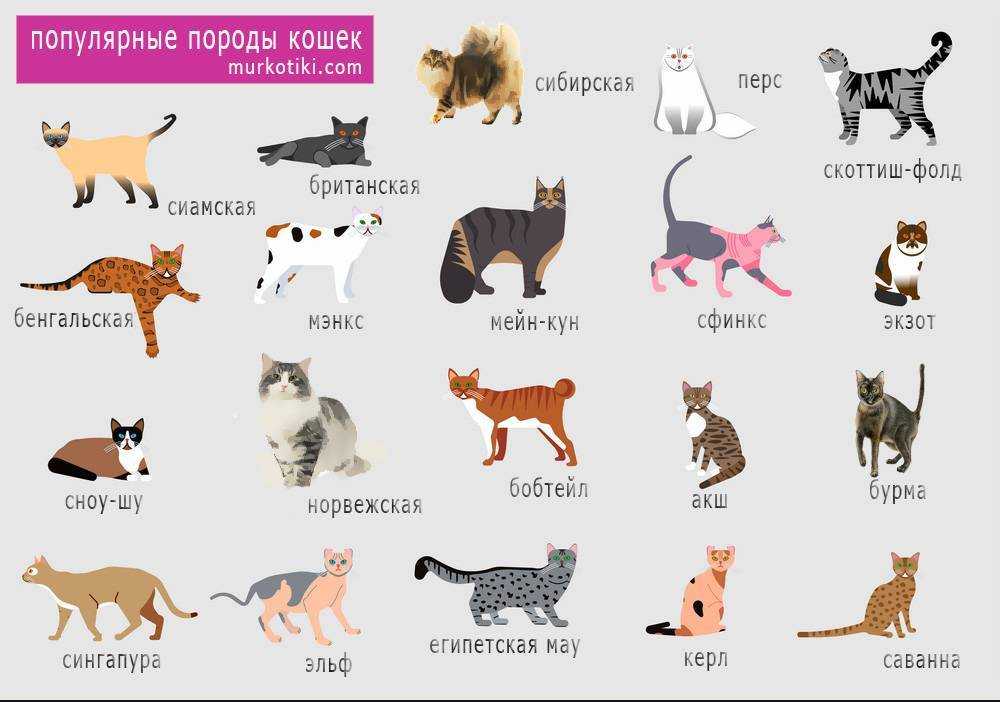 Редкие клички для кошек и котов
