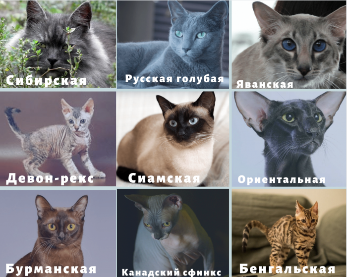 Варианты пород кошек для аллергиков и астматиков, примеры популярных видов
