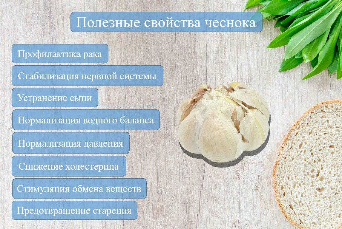 Польза чеснока вареного, жареного и сушеного, его вред для здоровья - red fox day