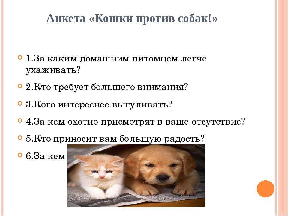 Кого выбрать — кошку или собаку?