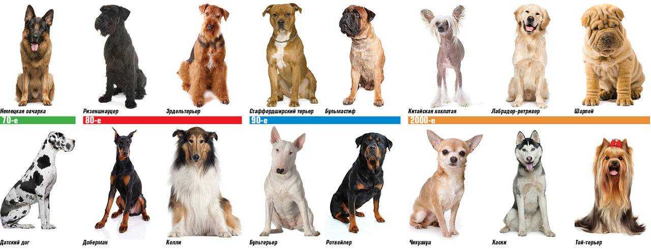 Топ-35 лучших пород собак для детей с фото | dogkind.ru