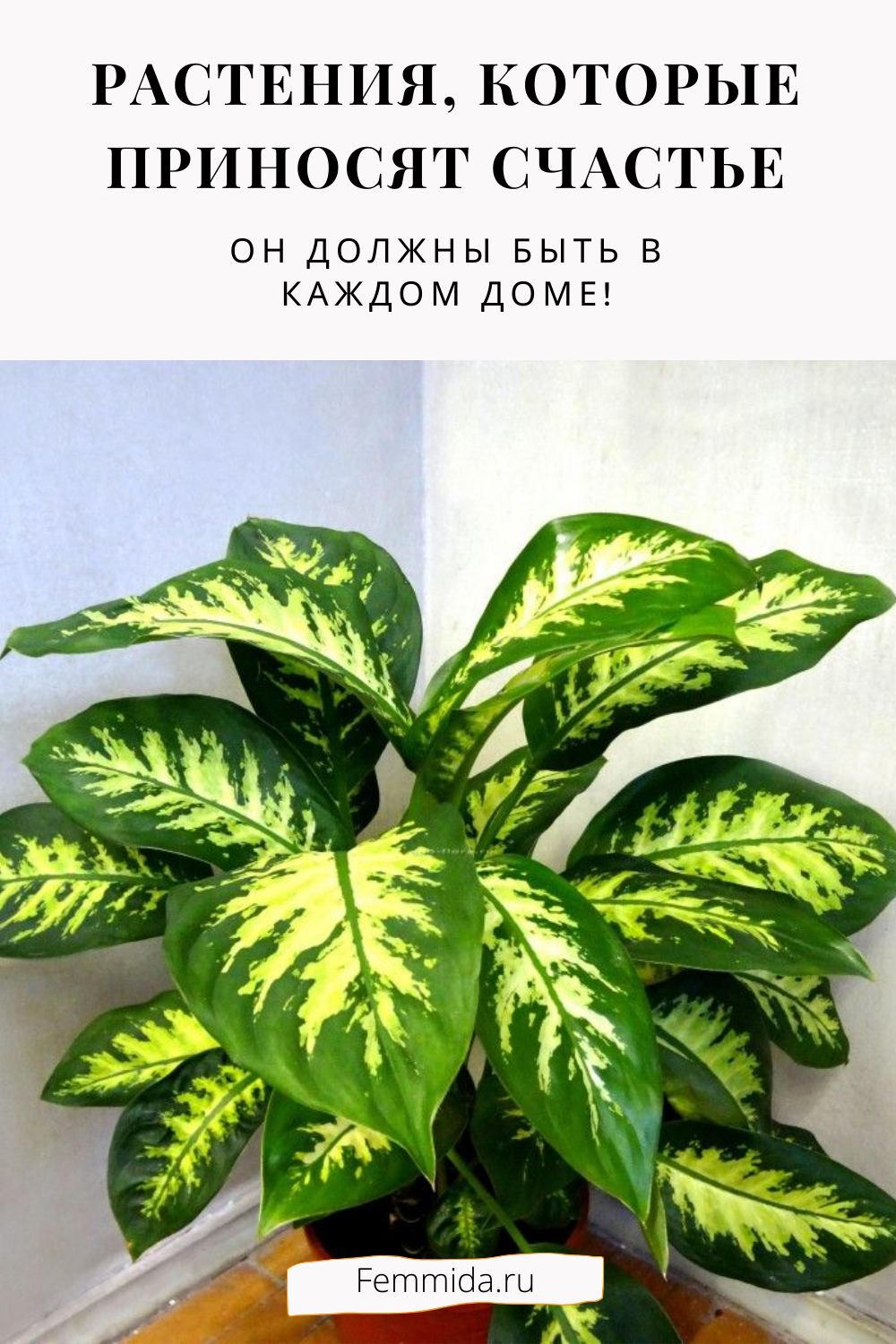 8 лучших комнатных растений-фильтров. какие растения лучше очищают воздух? список, фото — ботаничка