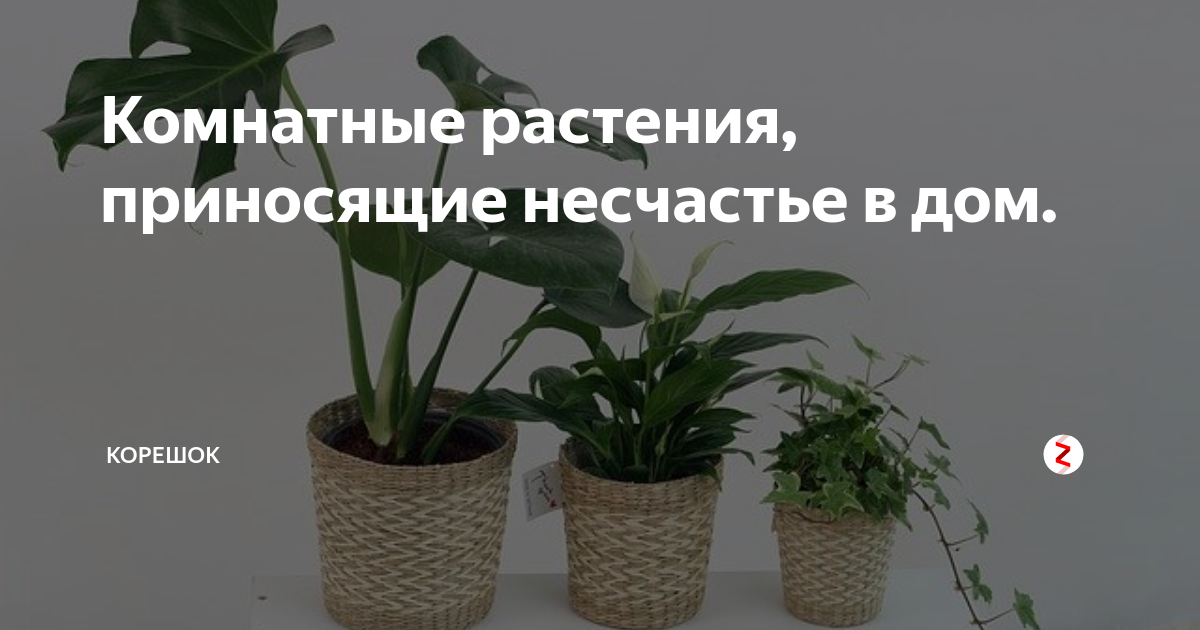 Комнатные цветы, которые нельзя держать дома и по каким причинам, народные приметы, связанные с ними