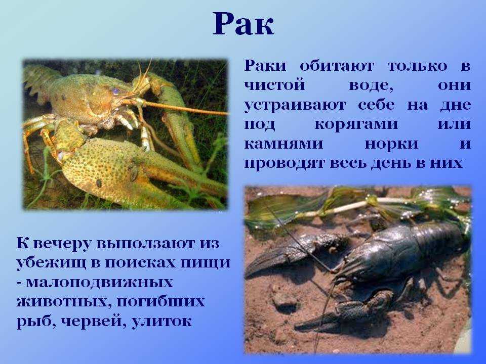 Кто подходит мужчине раку