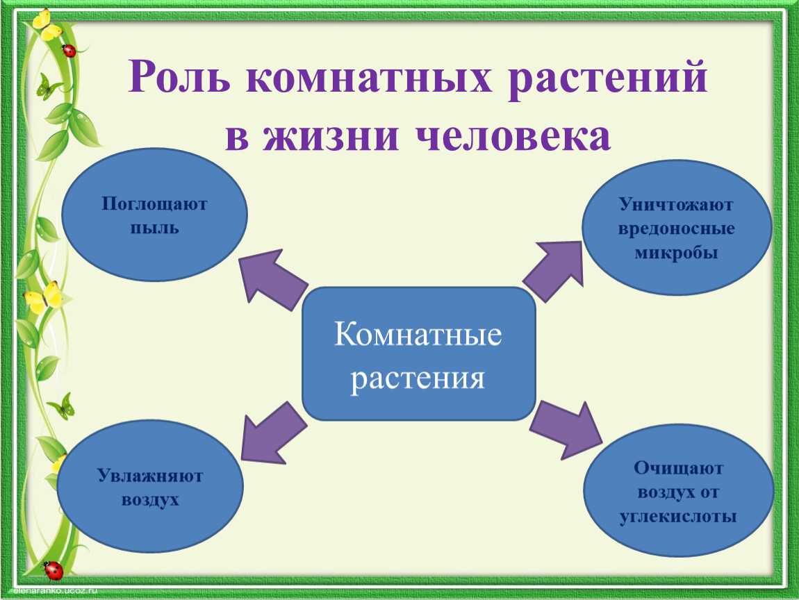 Комнатное цветоводство было очень популярным занятием у советских граждан Спорим у твоей бабушки до сих пор растет дома герань или алоэ Из статьи узнаешь какие еще растения украшали интерьеры прошлого