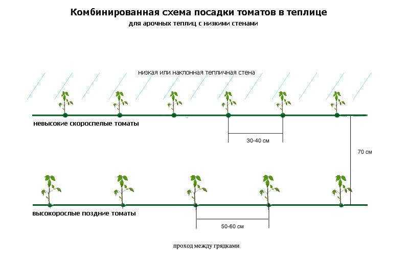 Схема посадки томатов в теплице: подробное описание