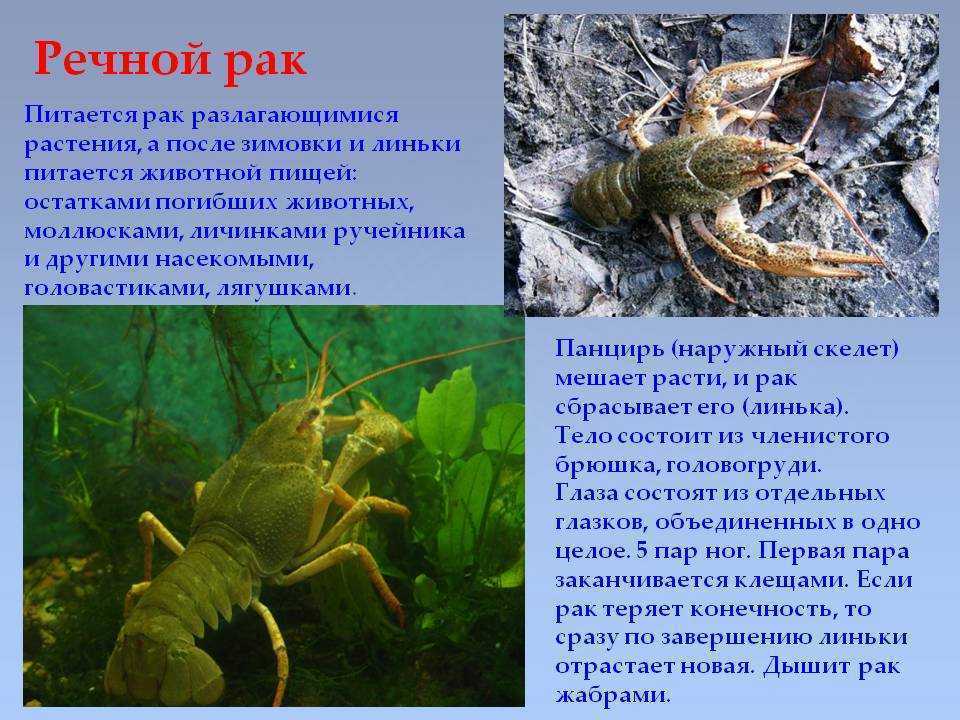 Рак