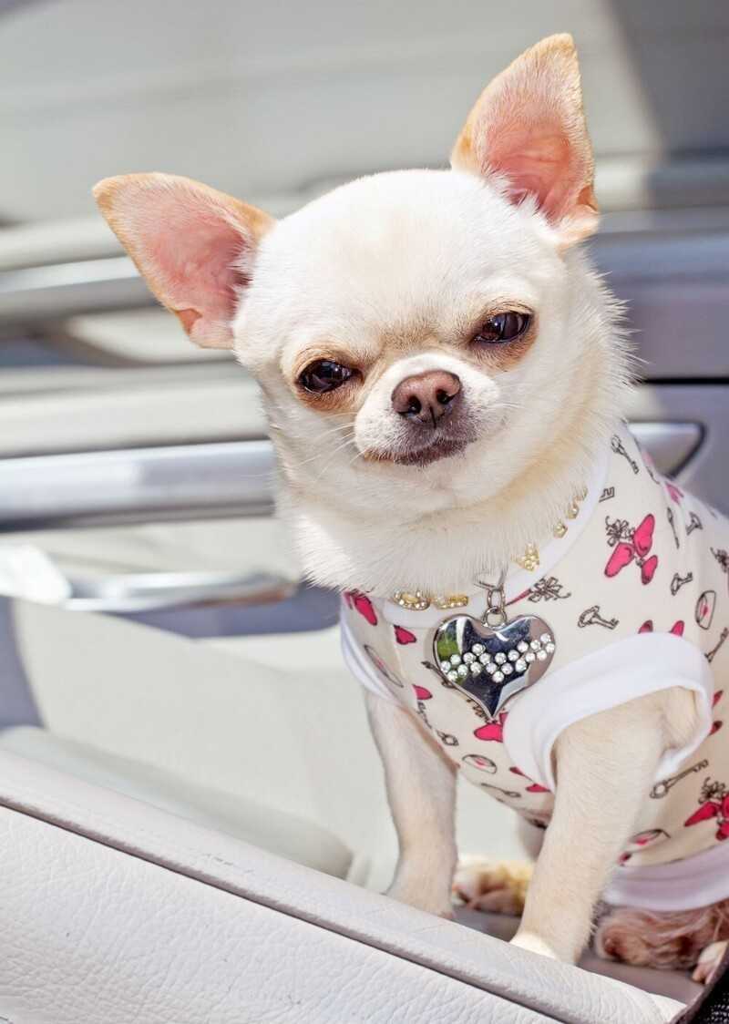 Маленькие породы собак: топ-20 с описанием и фото | dogkind.ru
