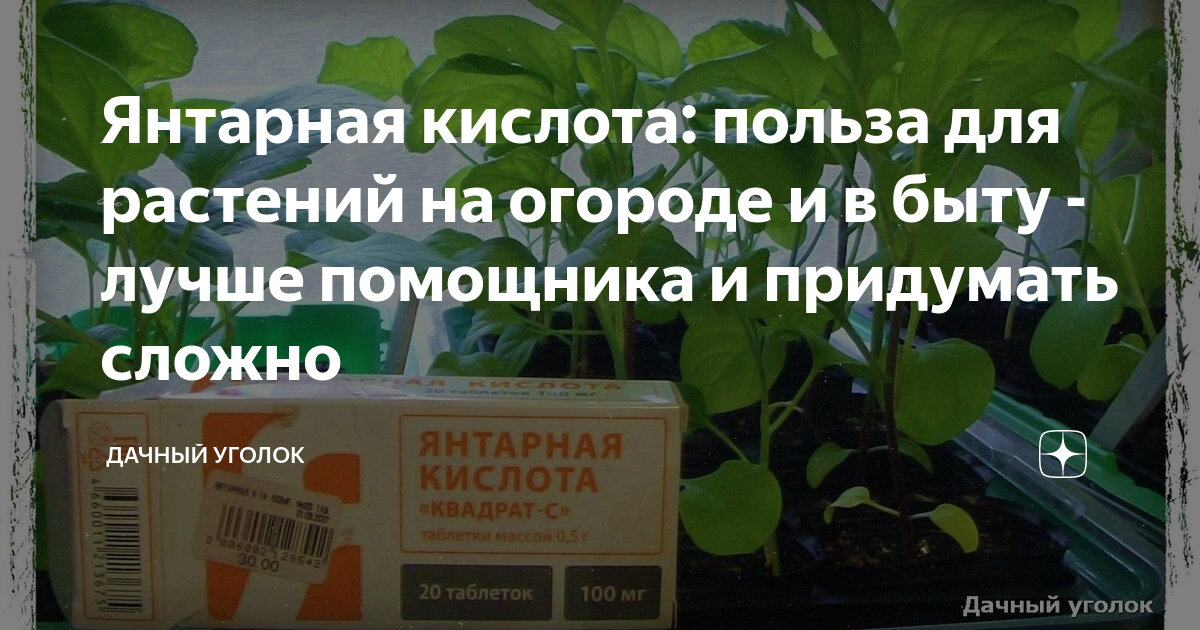 Показания к применению янтарной кислоты для комнатных растений и отзывы: что это такое и как разводить таблетки янтарин или врк для полива цветов
