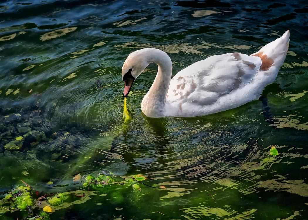 Чем кормить лебедей на озере? как кормить лебедей зимой: советы зоологов | здоровое питание