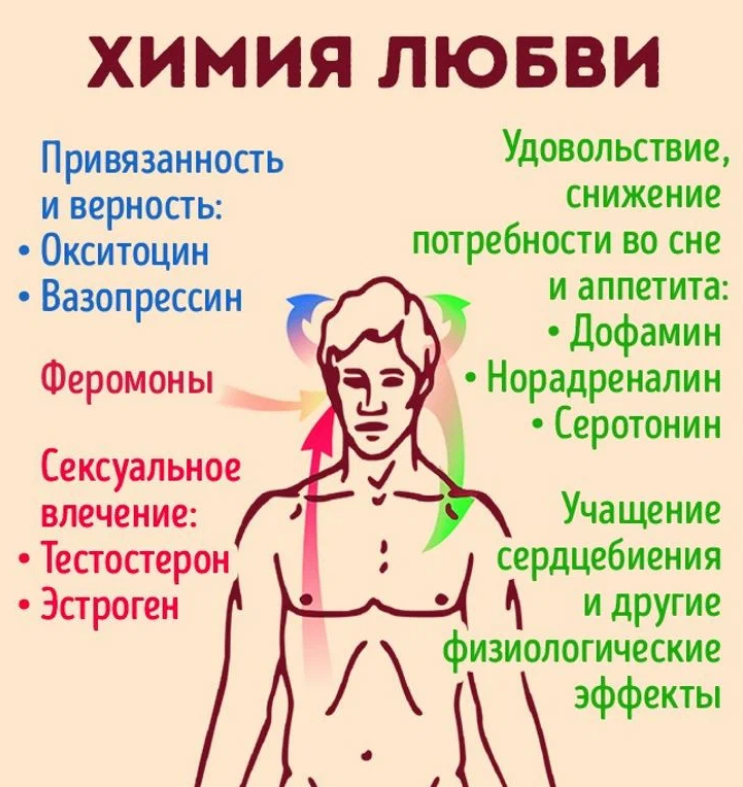 Химия любви — это болезнь, гормоны, феромоны, исследования ученых. можно ли приготовить любовное зелье? или лекарство, чтобы разлюбить?