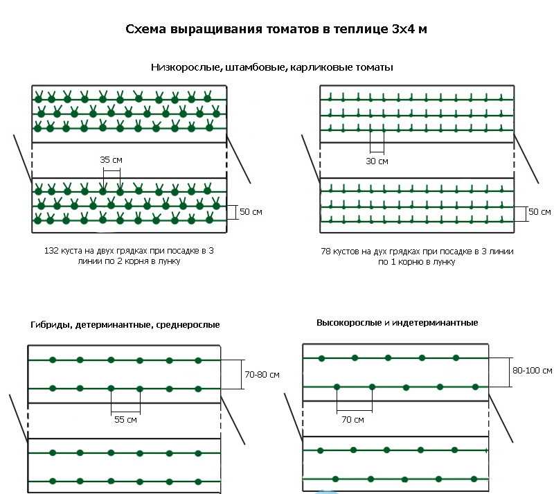 На каком расстоянии сажать помидоры в теплице?