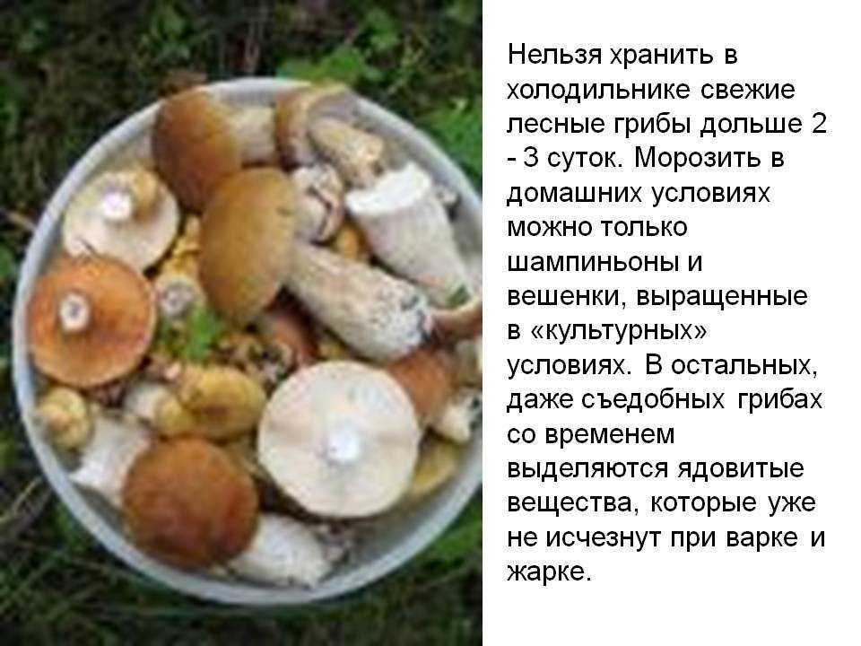 Как и где правильно хранить грибы в домашних условиях