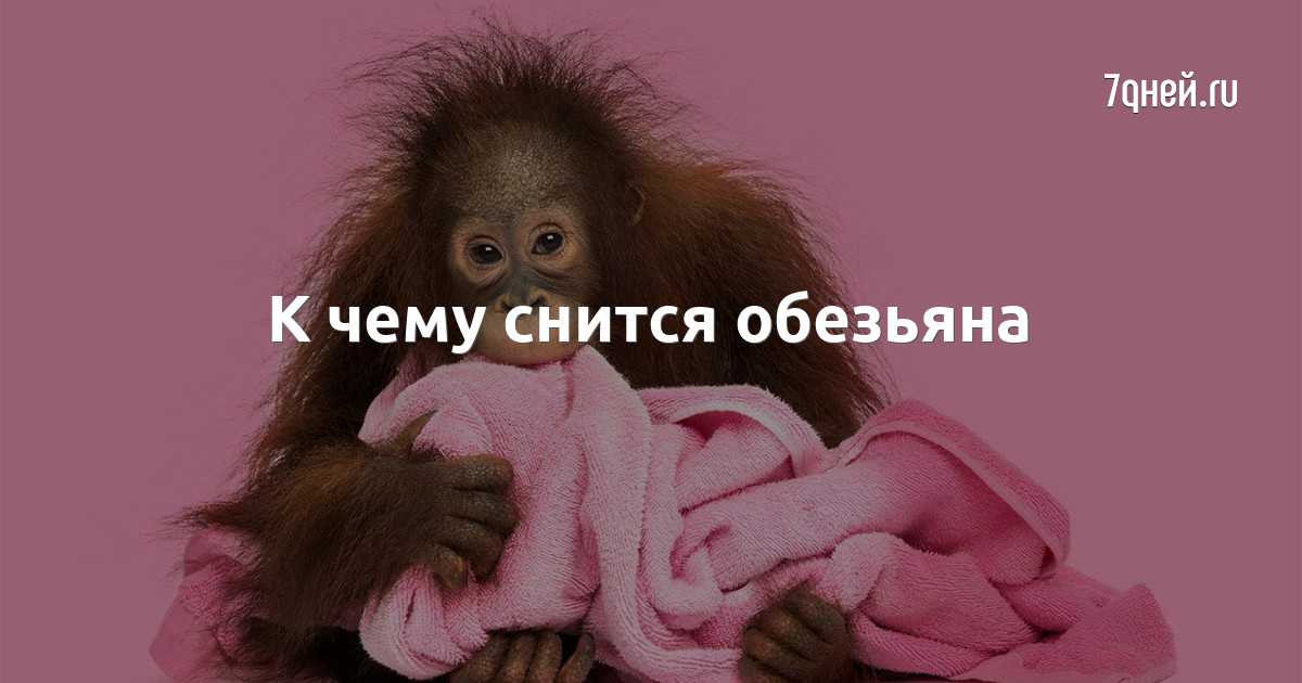 К чему снится обезьяна — толкования из разных сонников