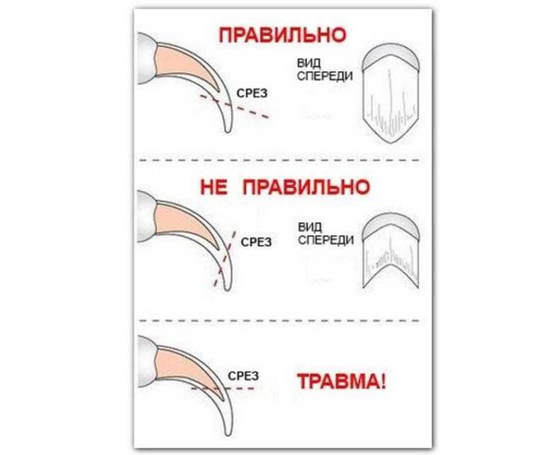 Как подстричь кошке когти правильно: подготовка, инструменты, техника, советы
