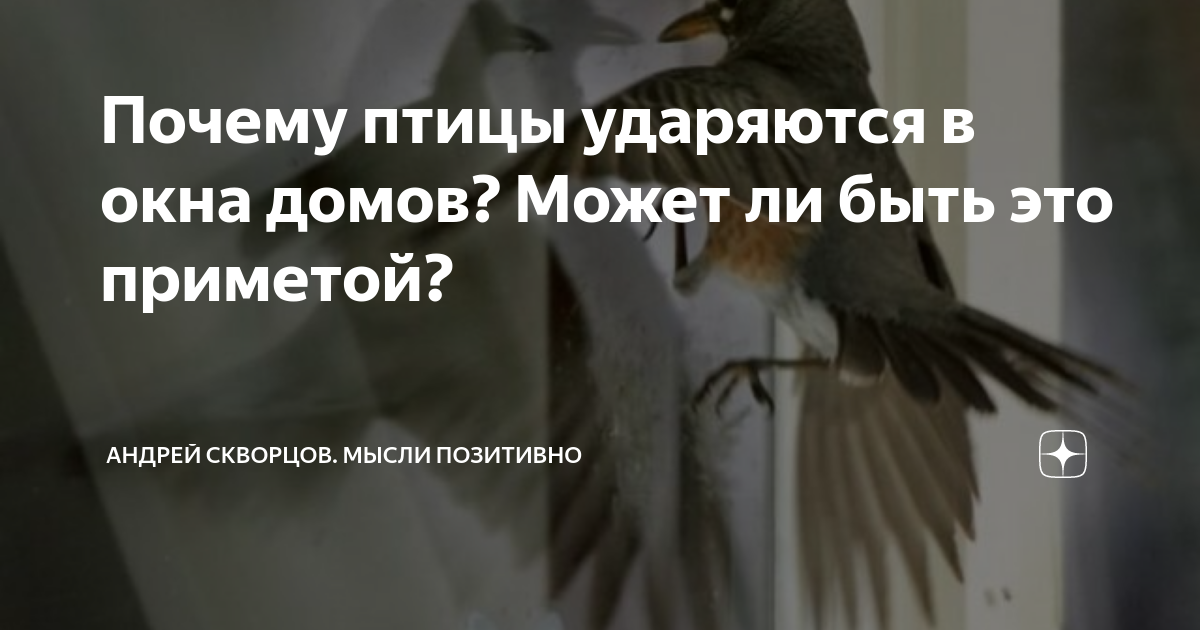 Что означает, если птица ударилась в окно: народные приметы