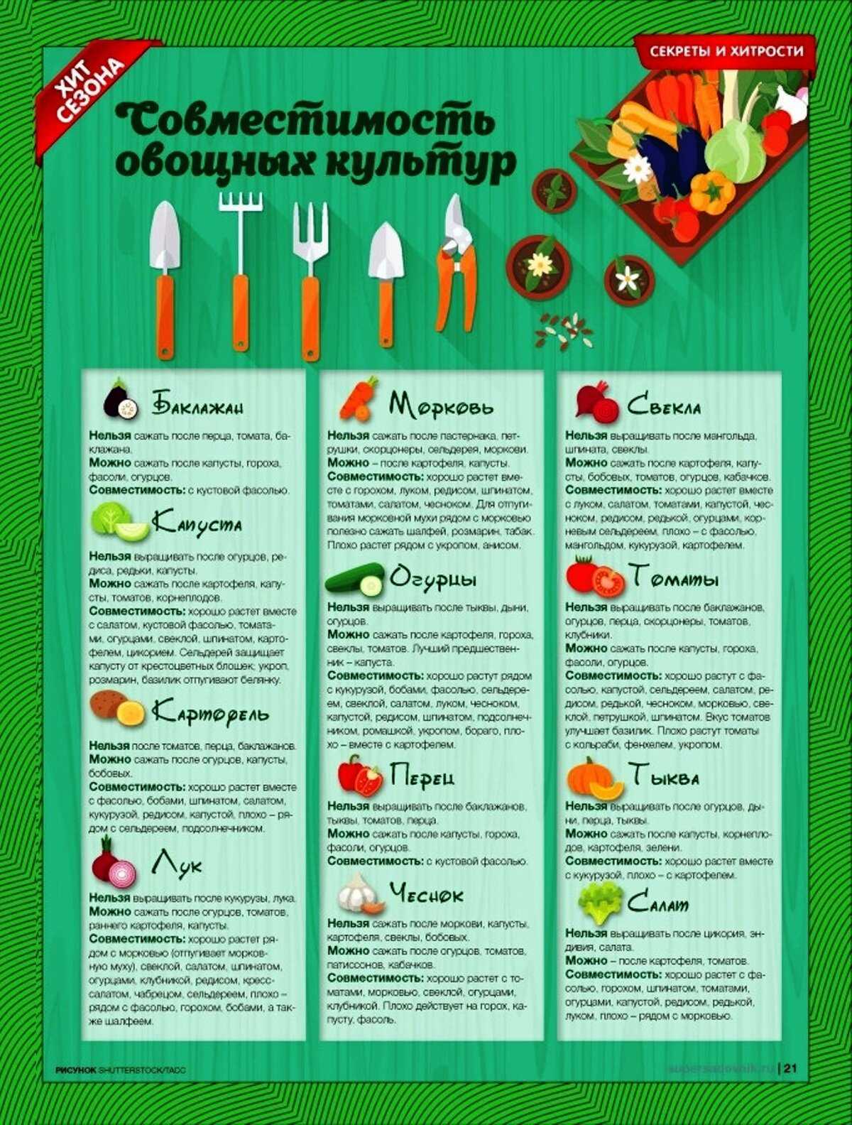 Определяем оптимальное соседство овощей на грядках — таблицы и правила севооборота