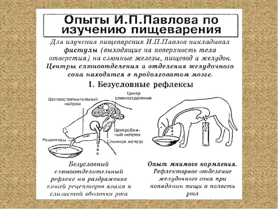 Что такое эффект собаки павлова: в чем суть исследования рефлексов