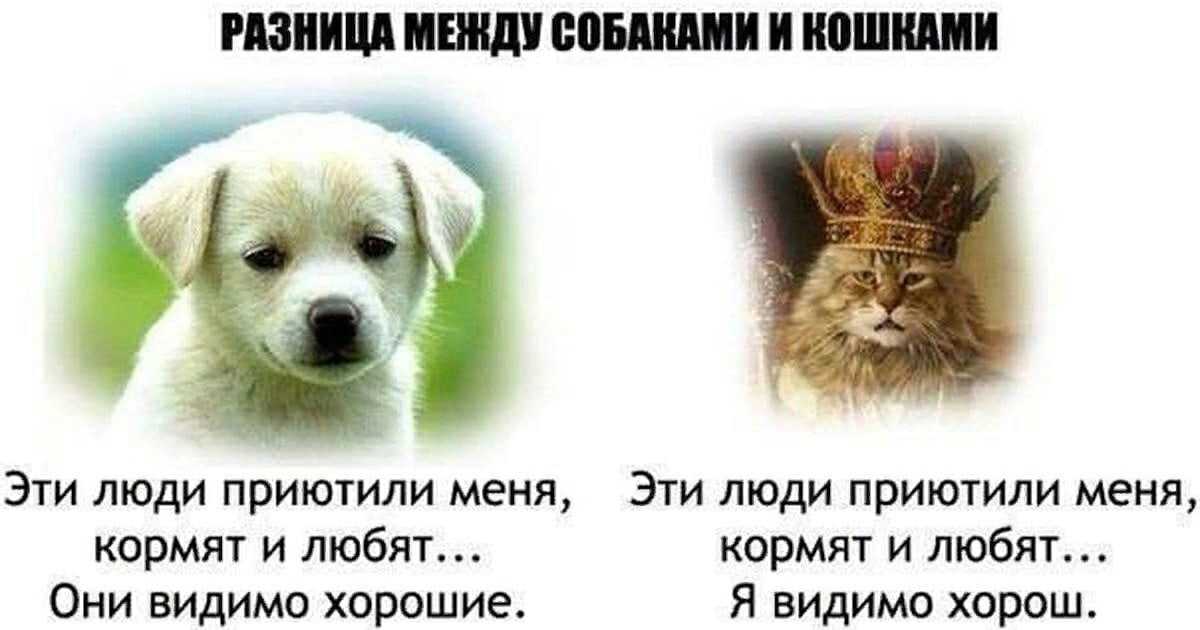Какое домашнее животное завести ребёнку-хоумскулеру