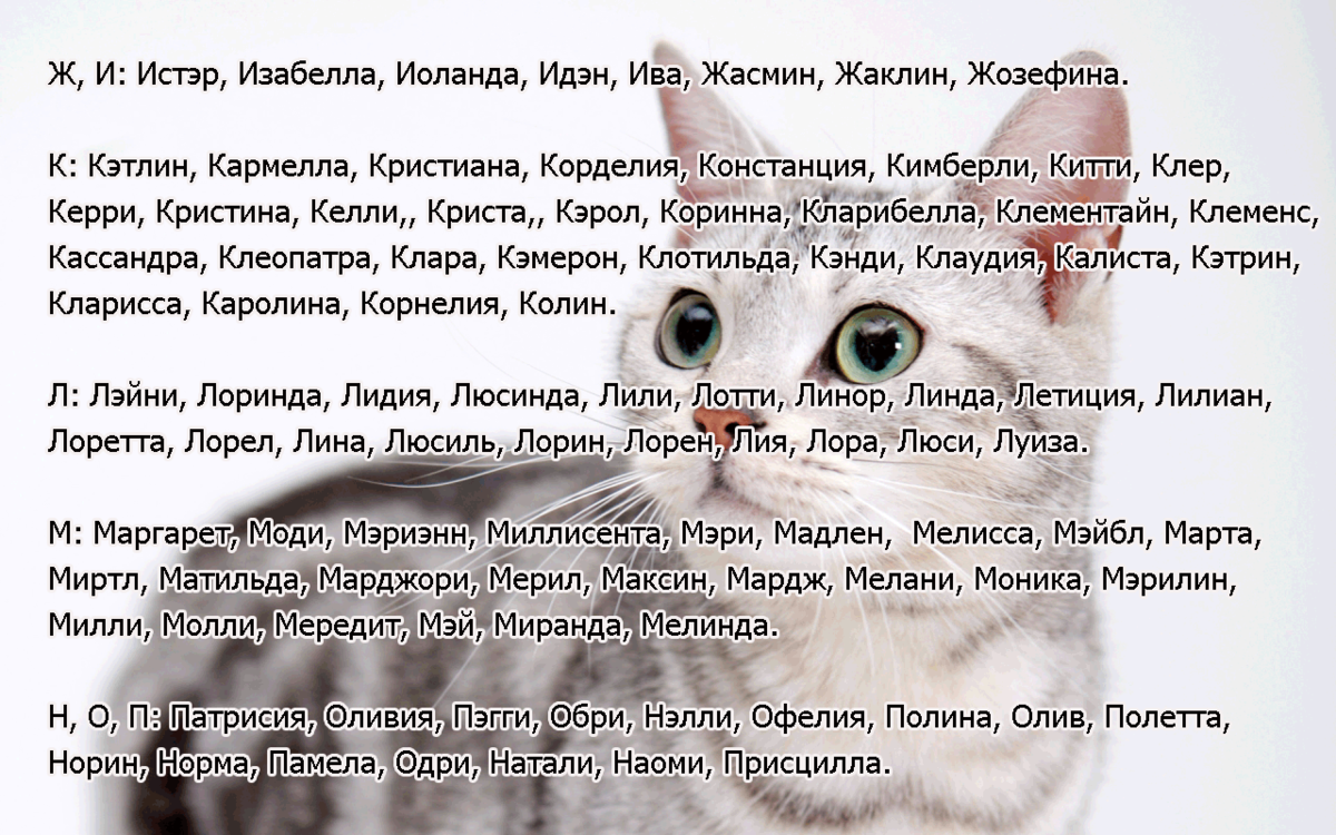 Ласковые и милые клички для кошек и котов, имена для котят мальчиков и девочек