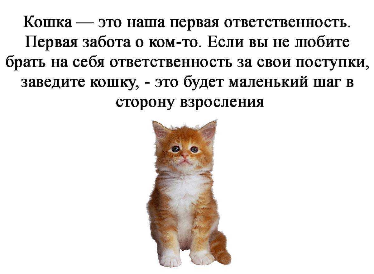 Топ 5 причин почему люди заводят домашних животных