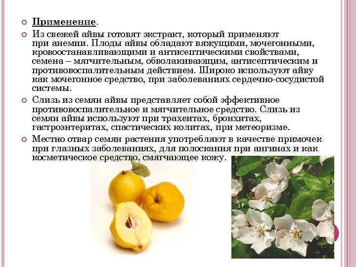 Польза и вред айвы для организма и как правильно употреблять при беременности и не только