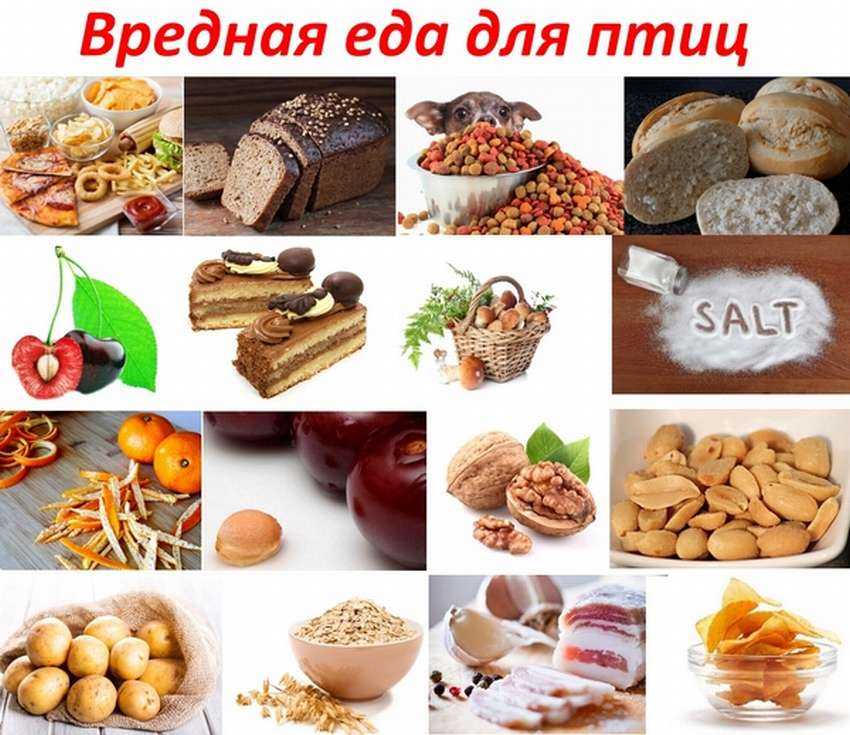 Кормим птиц правильно