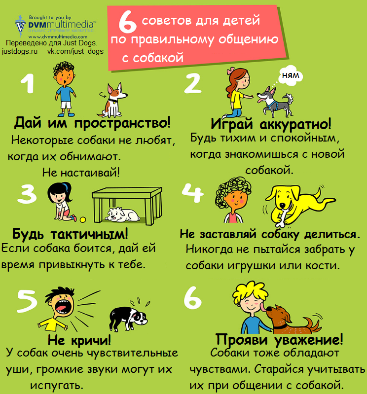 Как научить ребенка заботиться о животных: практические советы - детская психология