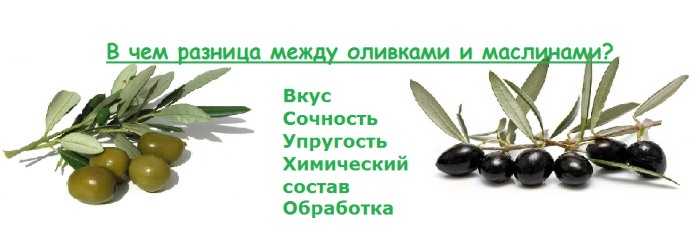 Маслины и оливки, в чем разница