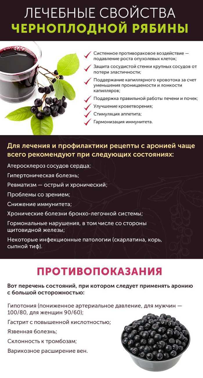 Черноплодная рябина: польза ягод, листьев, народные средства, противопоказания к употреблению, лучшие сорта, особенности посадки, ухода, размножения