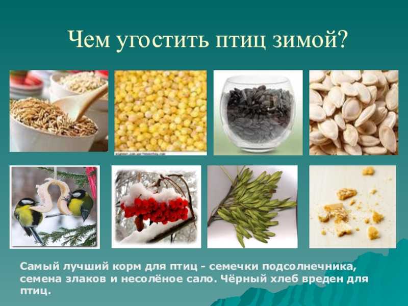 Угостить пернатых: простые кормушки из подручных средств