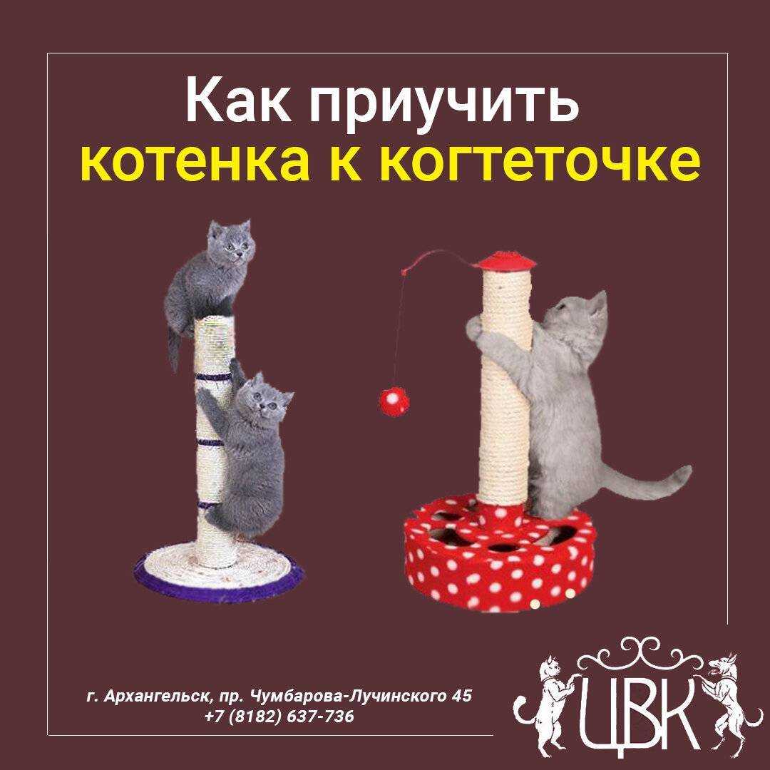 Как приучить кошку к когтеточке | блог ветклиники "беланта"