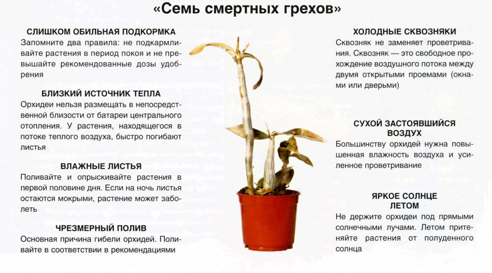 20 лучших комнатных растений для начинающих | знание – свет