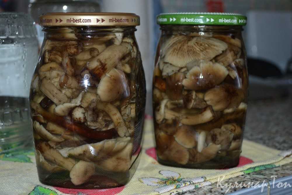 Икра из опят через мясорубку - 6 рецептов приготовления