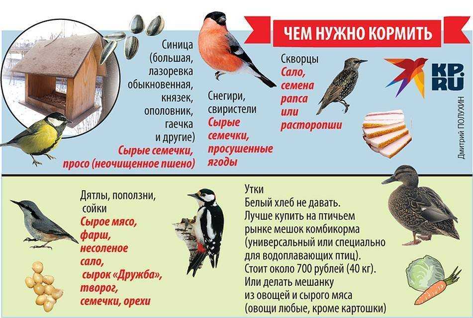Кормим птиц правильно