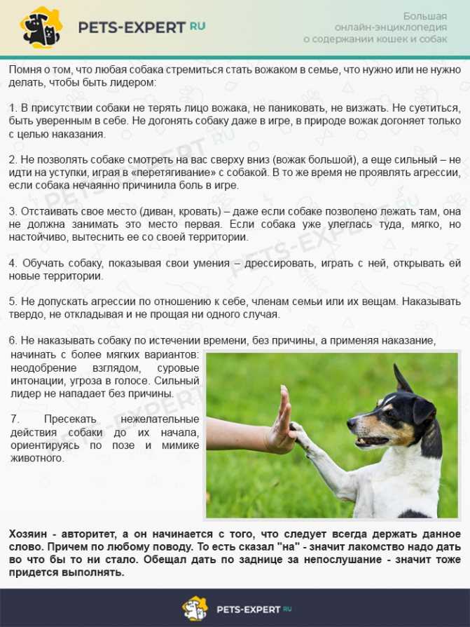 Как отучить собаку лаять