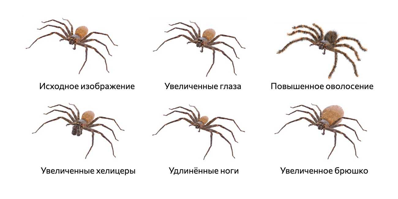 Как избавиться от арахнофобии без похода к психологу