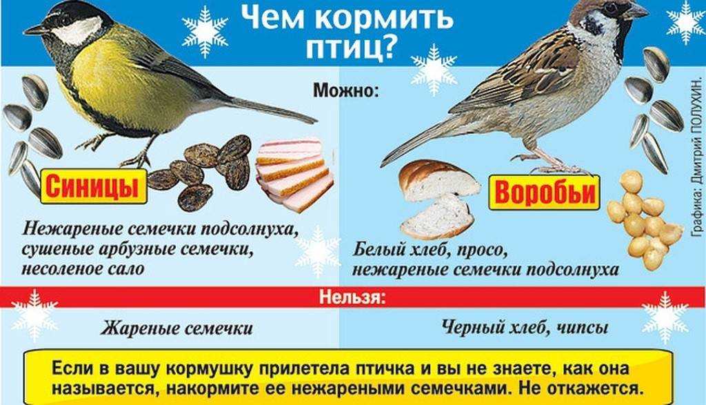 Зарянка и горихвостка.