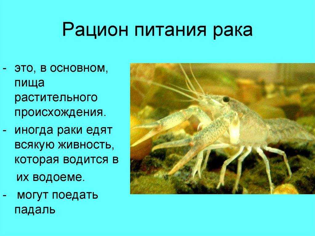 Рак: 11 истин о характере рака, которые помогут понять их суть